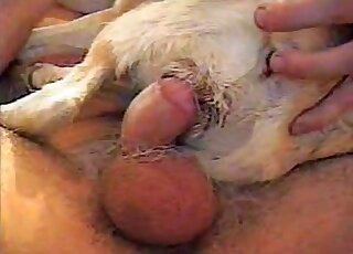 Kinky dude fucks a red doggie and cums inside of it