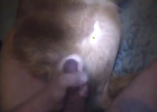Closeup video with a guy giving his sexy dog a facial in the dark