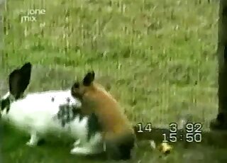 White rabbit gets fucked by a smaller brown animal right here