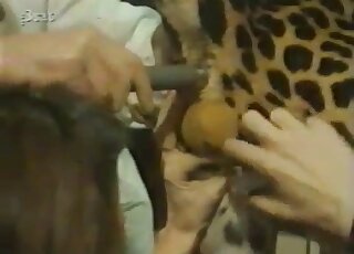 Male cheetah is going to get fucked by a dildo with true passion