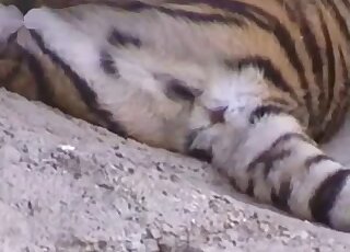 Sexy tiger showing its massive cock in a voyeur-style porn video