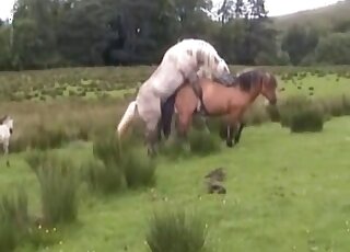 White horse using its dick to fuck this mare's pussy violently