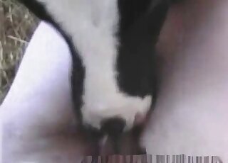 Hairy-cocked guy lets this sexy cow deepthroat his penis here