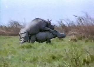 Rhino porn scene featuring two sexy animals banging hard outdoors