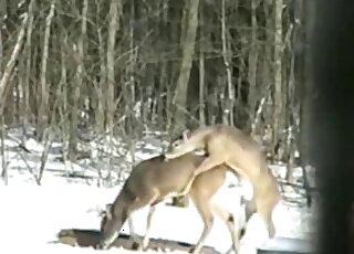 Deer fucking movie featuring two animals fucking in the snow outside