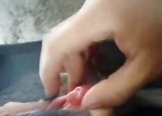 مشهد إباحي مكثف يتناول ممارسة الجنس العنيف مع الحيوانات