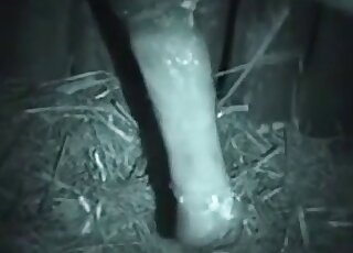Skinny animal fucker enjoying nighttime bestiality sex in B&W video