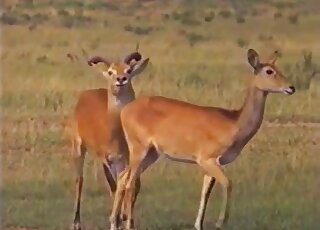 Deer porn movie with hot animals banging and seducing each other
