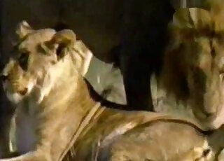 Lion-on-lion fucking in an outdoor scene with hot prone boning