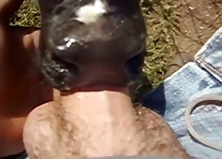 Dude uses his cock to fuck an animal's mouth in a POV porn video