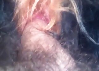 Closeup fucking scene showing black and furry animal using its dick