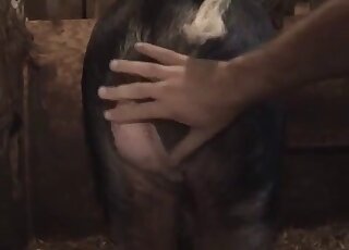 Hairy booty zoophile in ripped pants fucks a hung horse in the dark