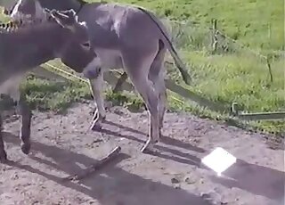 Donkey with a huge cock is fucking that other animal mercilessly