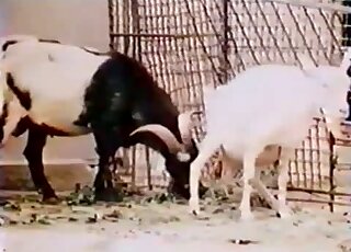 Outdoor fucking encounter featuring a white goat that wants sex