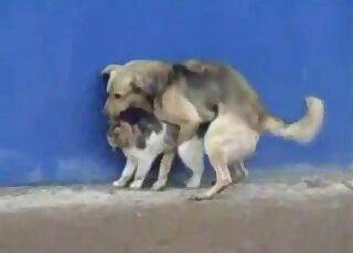Sexy dog uses its massive penis to fuck a cat's pussy from behind
