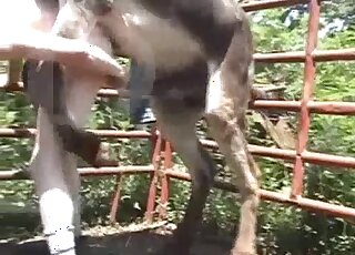Donkey fucking featuring an old zoophile that bottoms for this beast