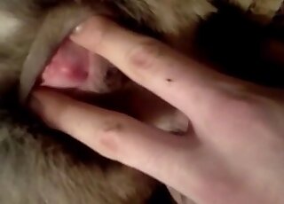 Fingering and other forms of sexy gape featured in a dog pussy porno