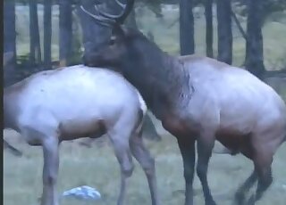 Deer fucking movie with sexy leggy animals banging with passion