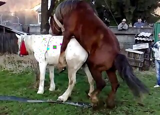 Brown stallion gets ready to fuck a white mare in an outdoor vid