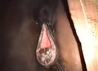 Mare's pussy is getting fucked brutally by a hung zoophile here