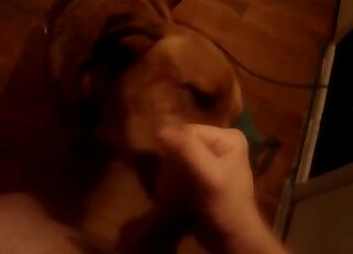 Guy happily jacking his meaty penis before letting the dog lick it