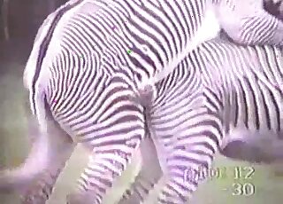 Two sexy zebras find a way to fuck each other sneakily outdoors