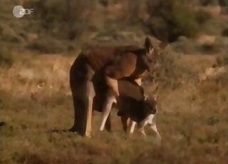Outdoor all-natural fuck XXX movie showing two kangaroos fucking