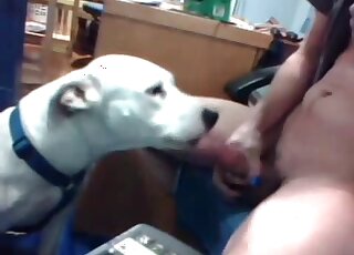 Amateur guy filmed webcam video of dog licking and sucking his cock