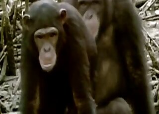 Insert from a wildlife documentary two chimpanzees caught fucking