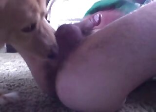 Good dog is passionately rimming while the guy is masturbating