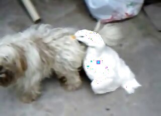Domestic duck is horny and wants to bang a docile Maltese dog