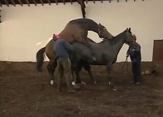 Lady narrates copulation between horses for the science program