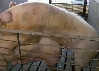 Amateur video of two thick pigs while enjoying doggy-style sex