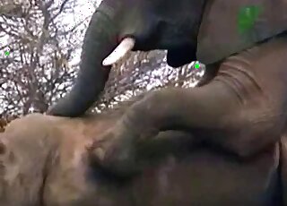 Aroused elephant is trying to bang a rhino in the African savanna