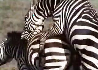 Folks on a safari caught two horny Zebras fucking in the savanna