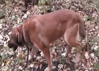 Old man enjoys getting sodomized by a German Shepherd outdoors