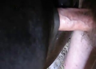 Close-up on horse pussy while it's getting pumped and creampied by man