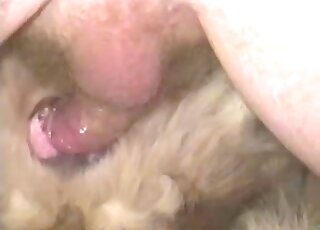 Hairy dog cunny gets fucked by a stiff man dick wrapped in a condom