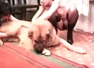 Huge dog gets seduced by two horny zoophile bitches at home