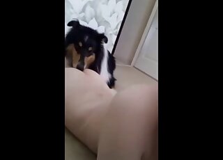 Beautiful brunette shows pussy eating seance with Border Collie