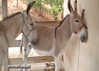 Amateur camera films copulation seance between donkeys on a farm