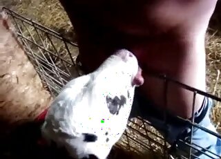 Cow is enthusiastic about licking and sucking off zoophiliac