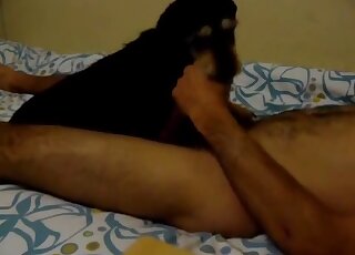 Lovely dog helps master with jerking off by licking his dick