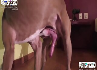Brunette babe passionately rubs pussy while enjoying hard dog cock
