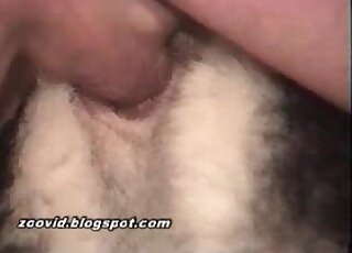 Chubby dude fucks a black dog from behind in XXX porn