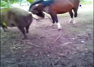 Amateur camera caught zoo sex between male horse and lady pig