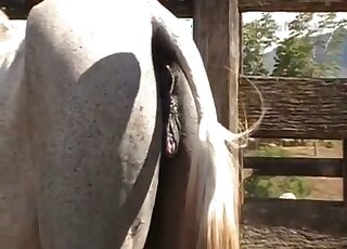 Animal porn - Mare wet pussy is ready for giant horse cock