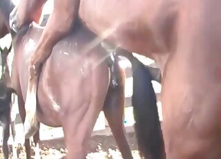 Amateur anima porn - Camera caught copulation session between horses
