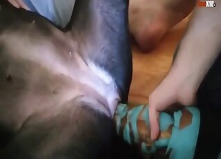 Female dog is spread out while getting pussy toyed by giant dildo