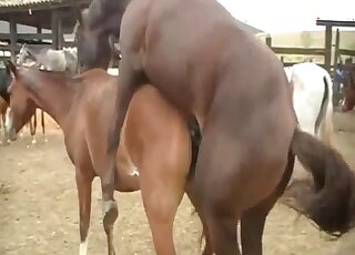 Inviting horse pussy gets rammed by stallion in heat